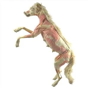 Madra Plastinated Do Mhúsaem Plastination